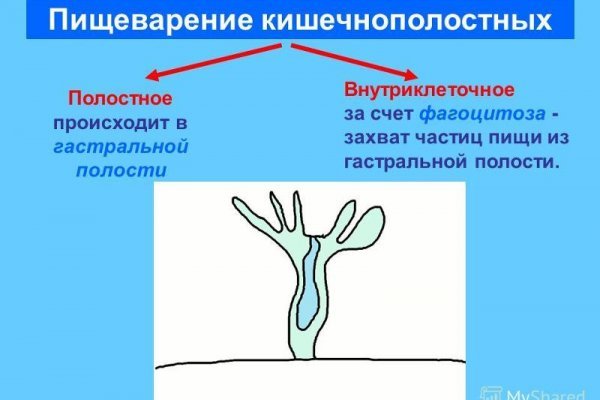 Kraken zerkalo официальный сайт